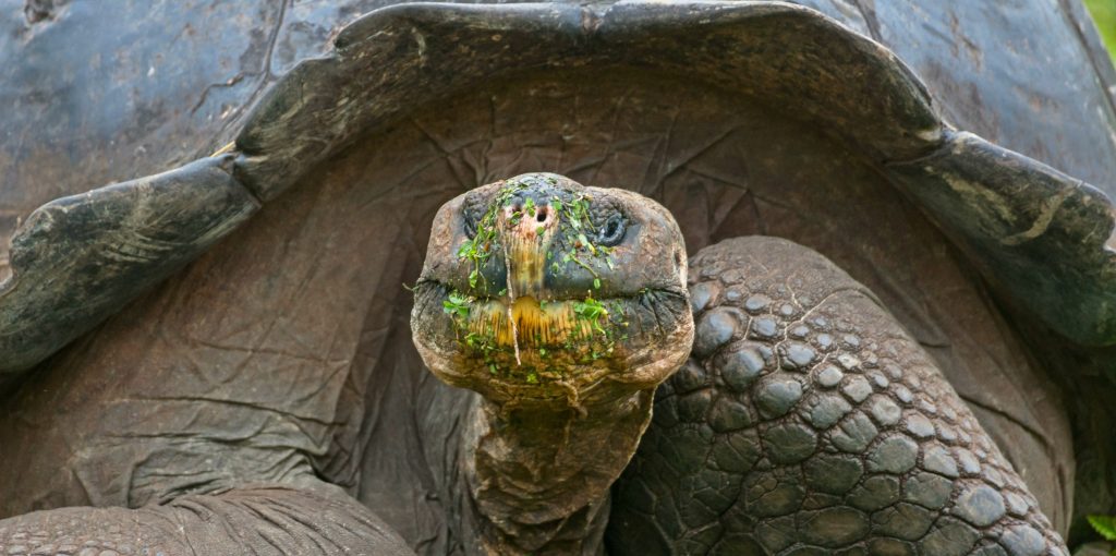 tortuga galápagos
