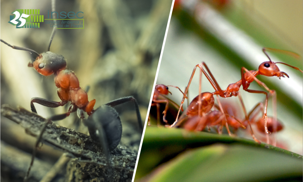 curiosidades sobre las hormigas