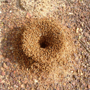 hormigas constructoras de montículos