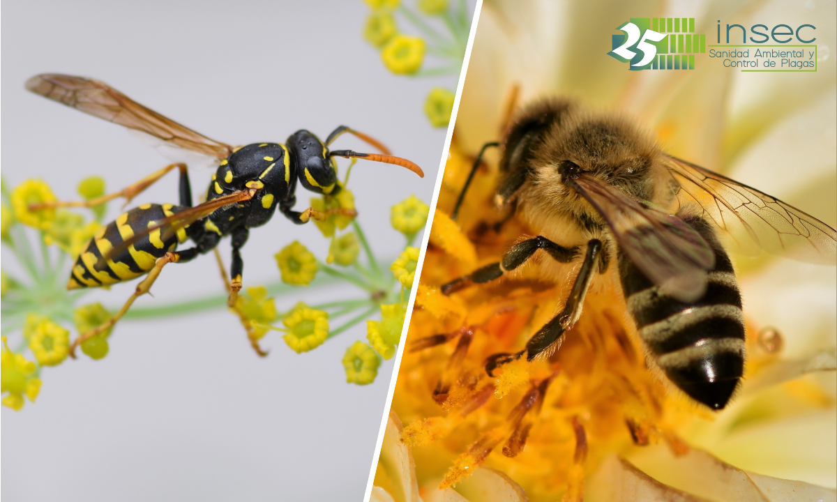 Las diferencias entre las avispas y las abejas