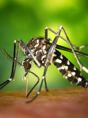 mosquito tigre