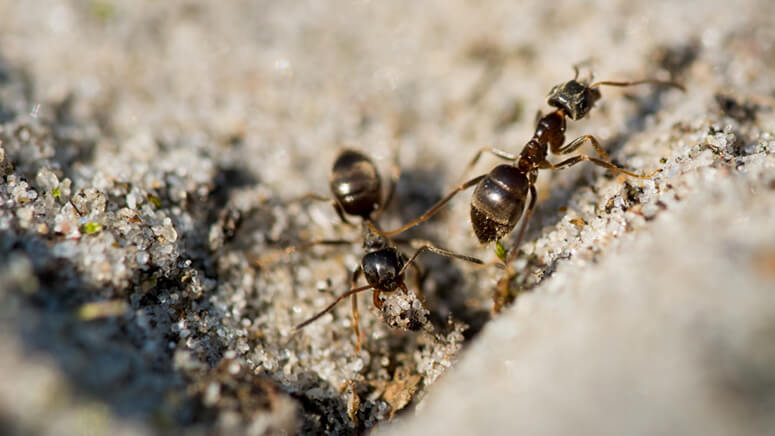 Cómo controlar plaga de hormigas