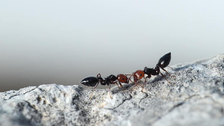 Cómo controlar plaga de hormigas