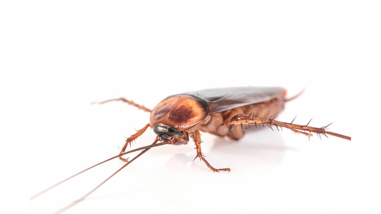 Signos de que tu hogar tiene una plaga de cucarachas