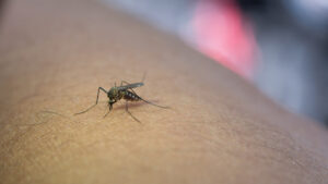 Qué hacer con los mosquitos pequeños en casa