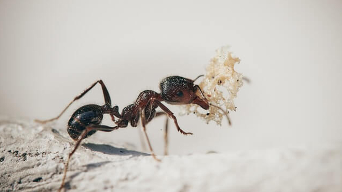 Cómo eliminar hormigas