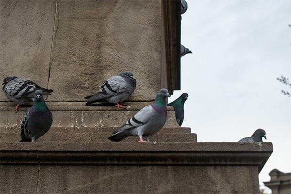 Consejos para el control de palomas en espacios públicos
