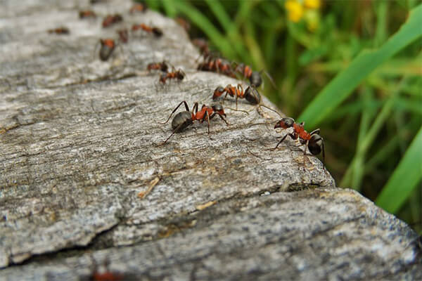 Problemas generados por las invasiones de hormigas