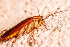 Crías de cucaracha detectarlas y qué puedes hacer
